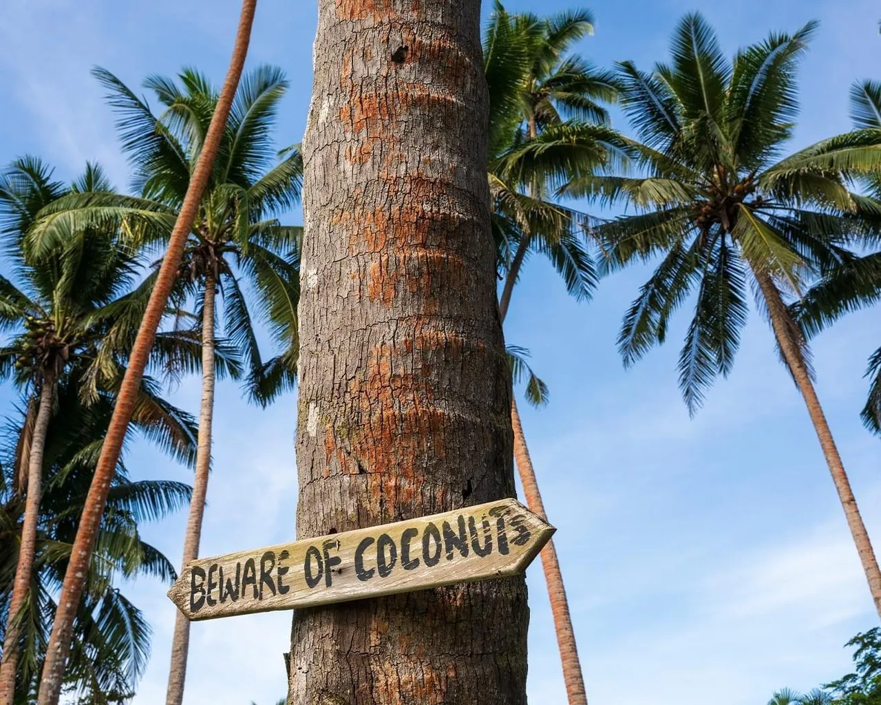 Coconut palm with a “Beware of Coconuts” sign